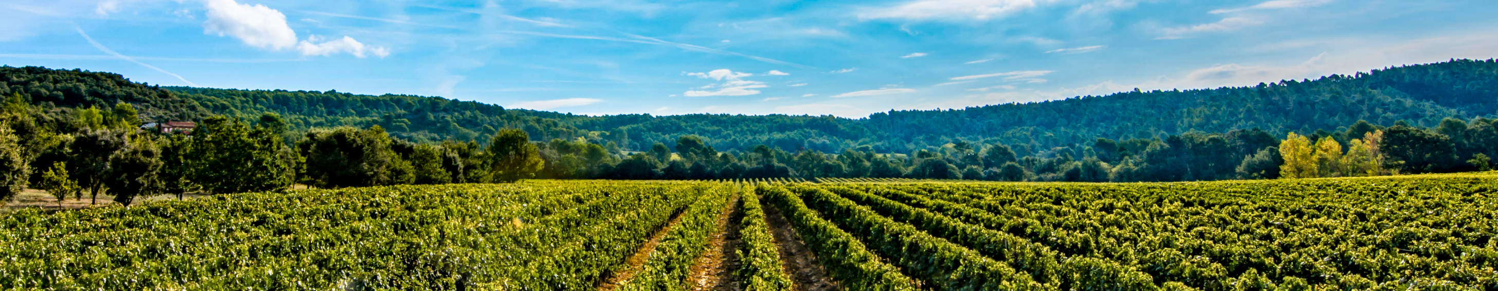 champs de vignes dans le Verdon